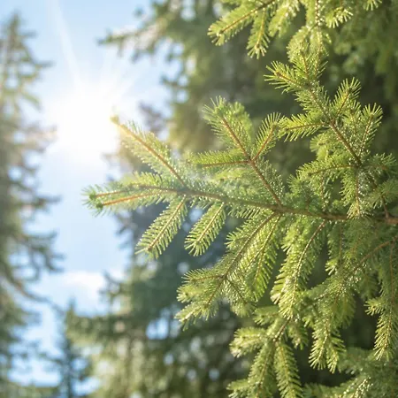 Schermtanne Kulinarik Und Wohnen